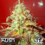 Kush Cannabis Seeds Critical Kush